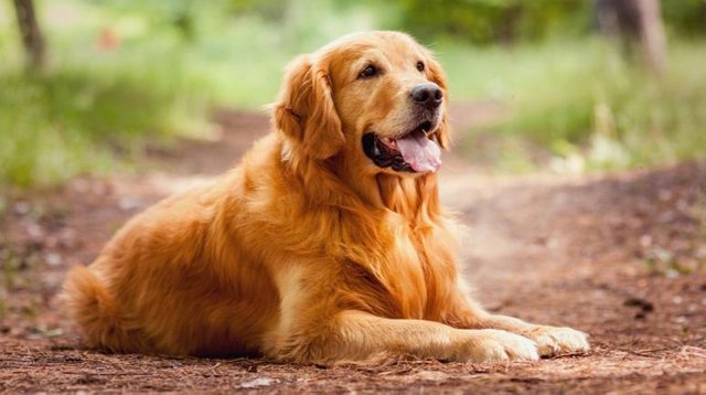 10 most beautiful dogs