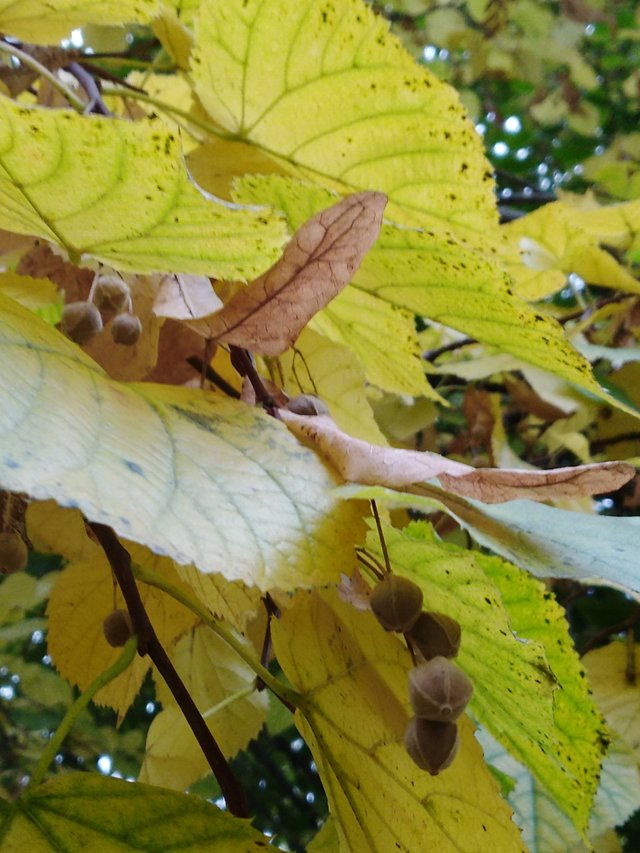 IMG_20211017_081456.jpg