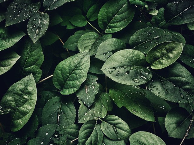 close-up-photography-of-leaves-with-droplets-807598.jpg