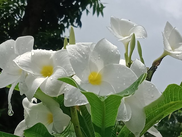 IMG20250711131712.jpg