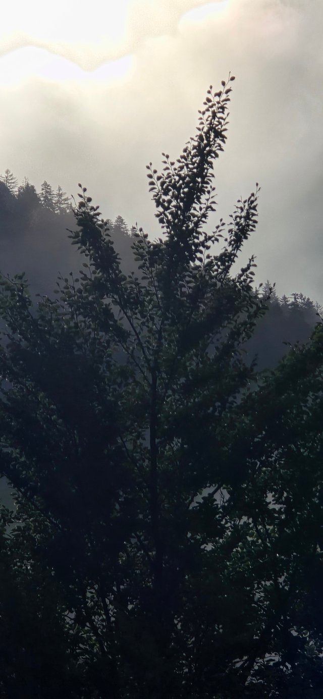 20250707_080353.jpg