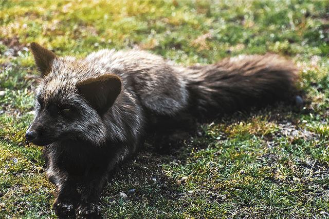 crimsonclad-black-fox4.png