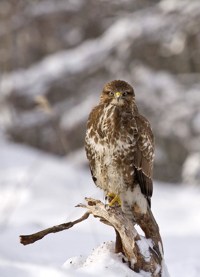 buzzard-554486_1280.jpg