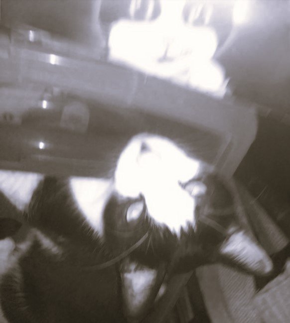 Cat Photography, B&W Ryan Box Reflection From Above, June 1th 2017.jpg