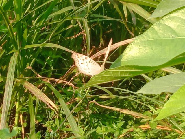 butterfly (3).jpg