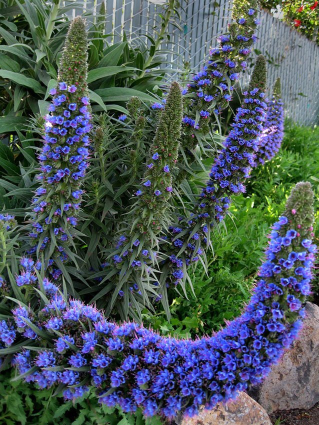 echium_webbii_02.jpg