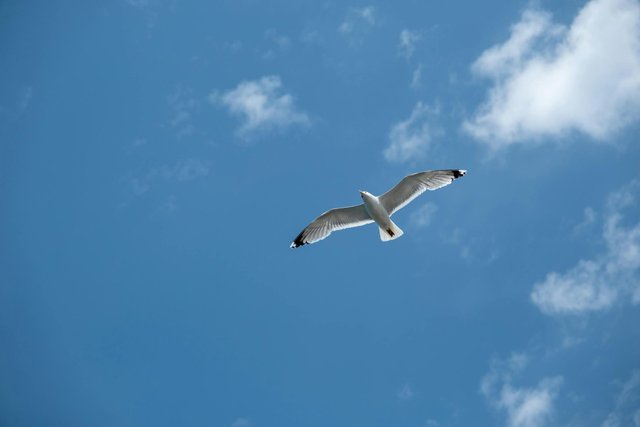 free-photo-of-seagull-with-spread-wings-against-the-blue-sky.jpeg