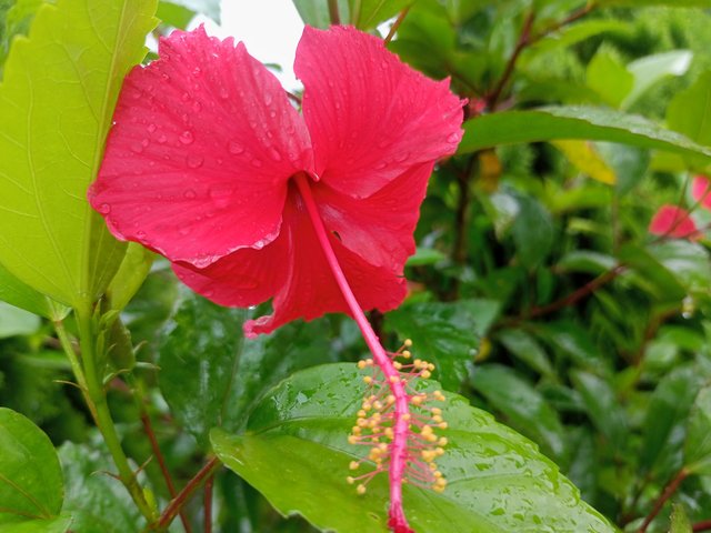 IMG20250724100414.jpg