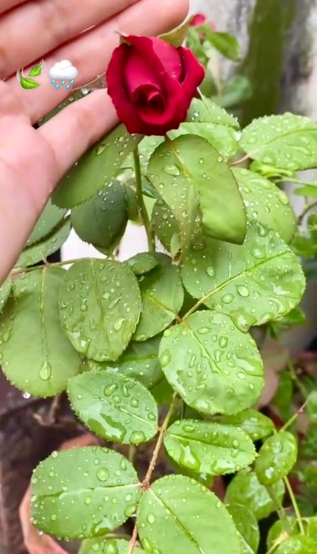 water drop leaves .jpg