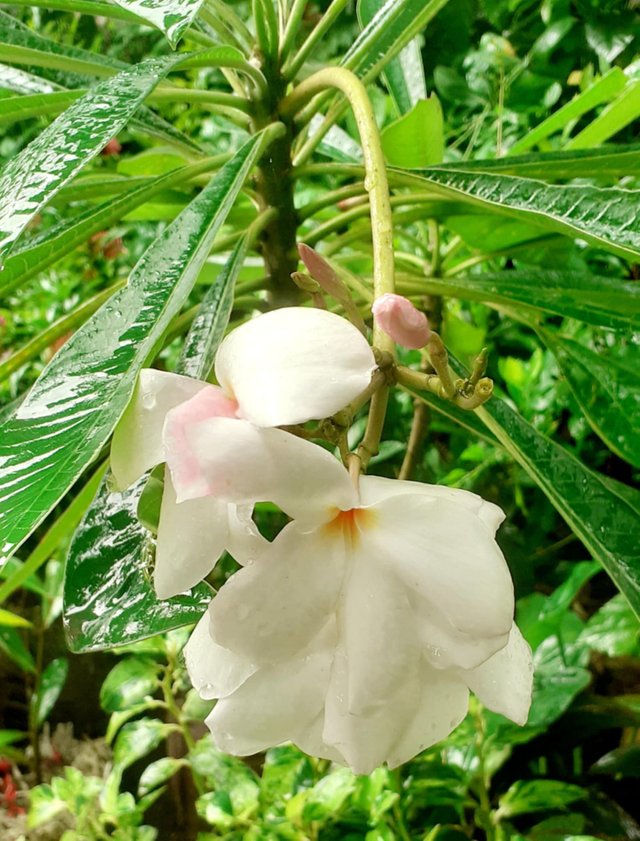 p8.jpg