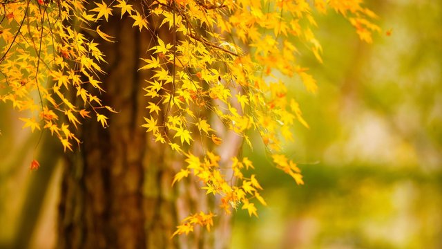 Autumn-tree-yellow-leaves-nature-scenery_1920x1080.jpg