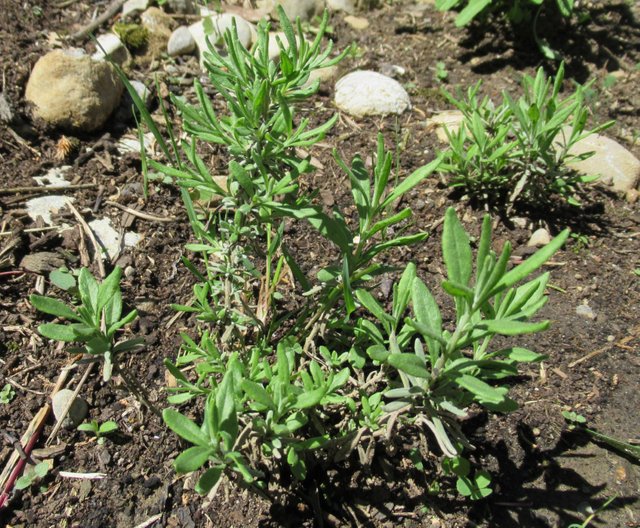 lavendar.jpg