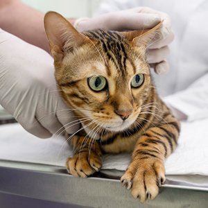 cat-vaccination-jacksonville-florida.jpg