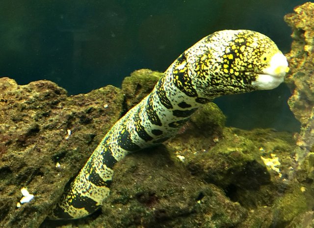 steemit-eel-fishtank-sunscape-1.jpg