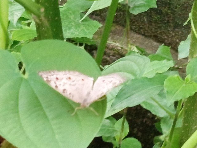 প্রজাপতি (2).jpg