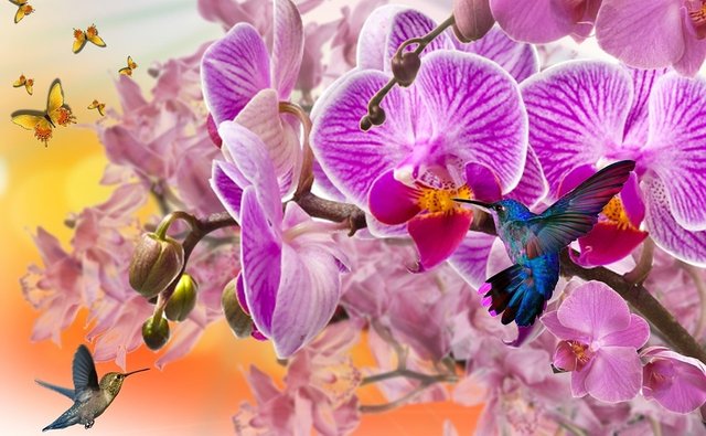 orchids-956171_960_720.jpg
