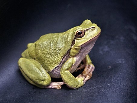 frog-111179__340.jpg