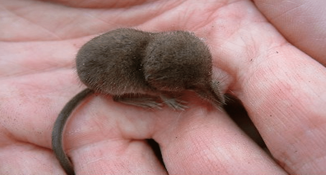 pygmy shrew.png