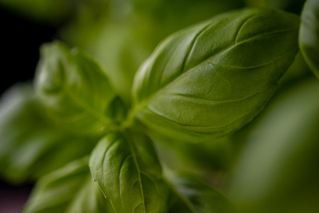 basil-g6ff61bc31_1280.jpg