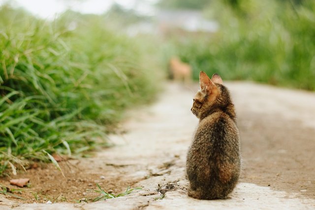 cat-7003372_1280.jpg
