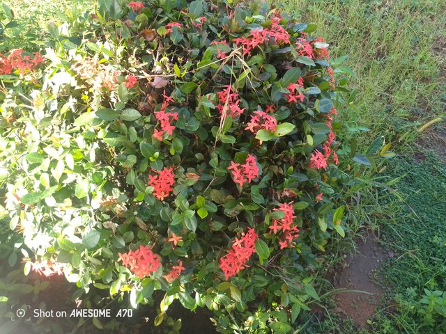 IMG_20250709_085812_473.jpg
