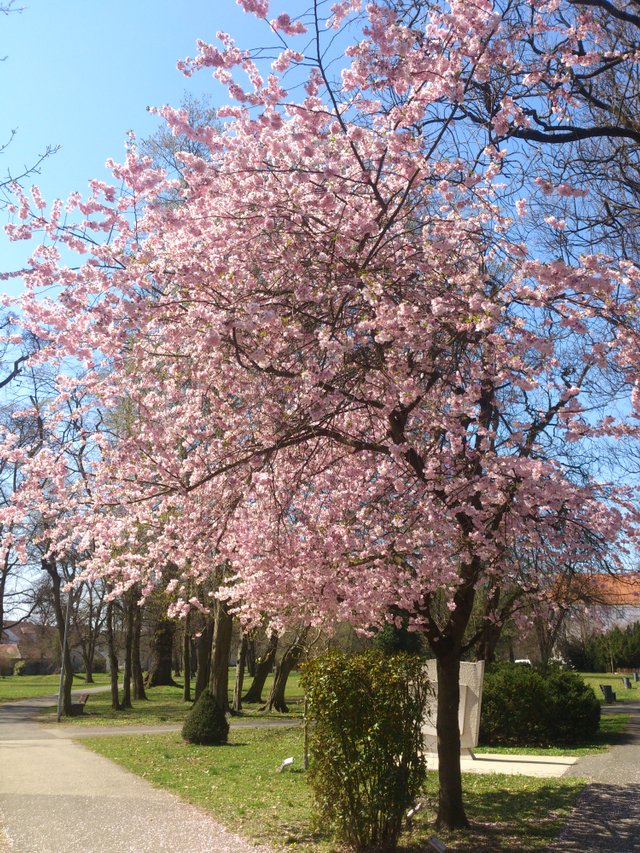 Murska Sobota - Spring has started.jpg
