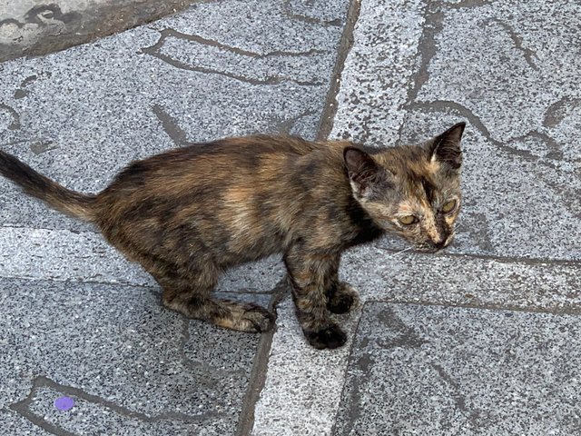 temple cat2.jpg