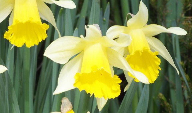 WLE0027-Daffodils.jpg