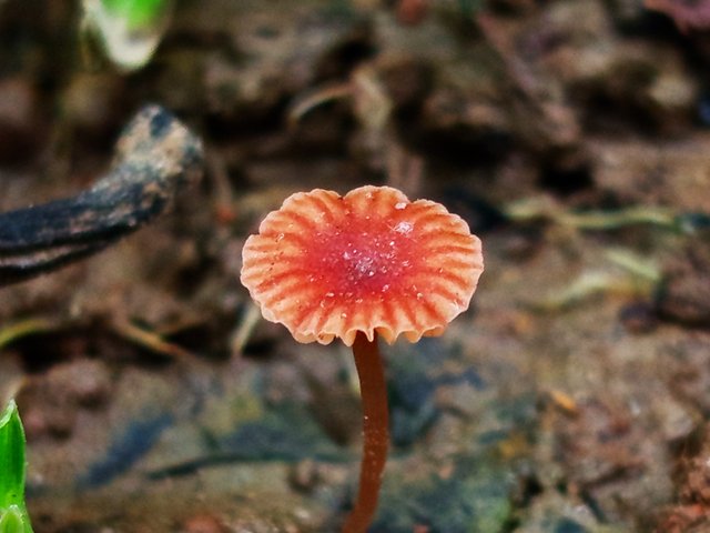 mashroom (5).jpg
