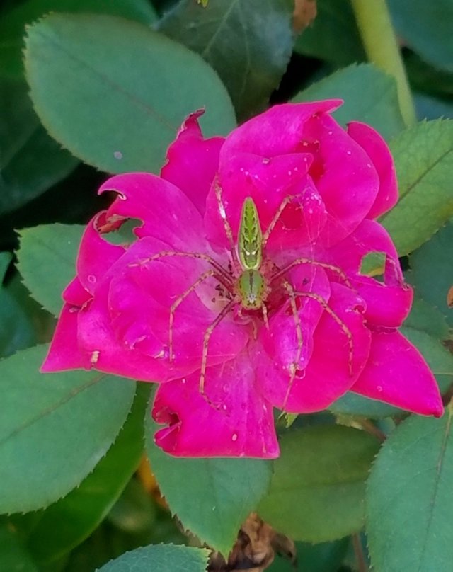 Spider on Rose 2.jpg