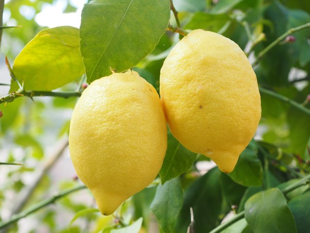 lemon-1117568_1280.jpg