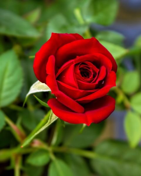 close-up-of-red-rose-royalty-free-image-672727875-1546363000.jpg