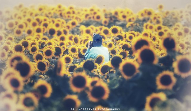 In the sunflowers.jpg