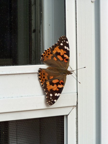 Painted Lady butterfly2 crop September 2019.jpg