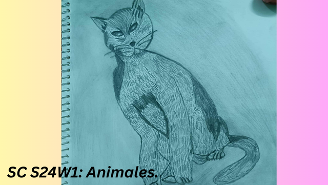 SC S24W1 Animales..png