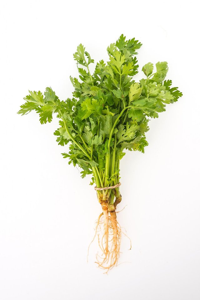 coriander-isolated_1203-6812.jpg