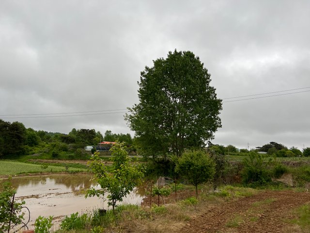IMG_2730.jpeg