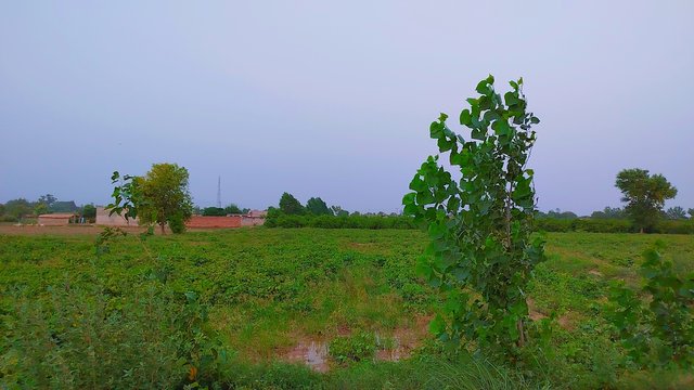 1000099241.jpg