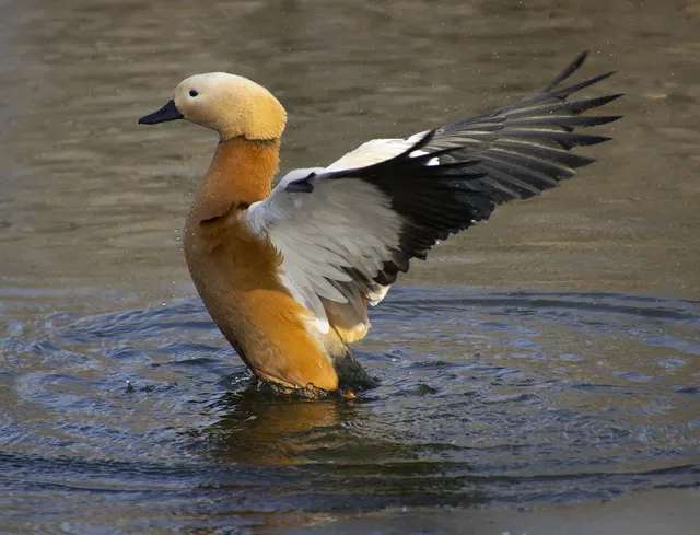 ruddy-shelduck-8112479_1280.webp