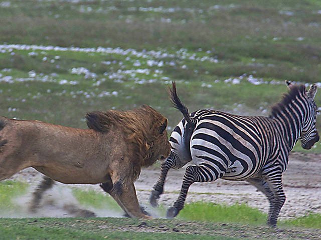 Predadores-de-Zebras-4.jpeg