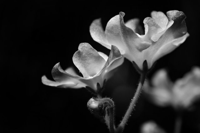 African violet white-purple 1 bw.jpg