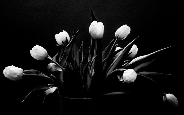 white-tulips_3277266248_o (FILEminimizer).jpg