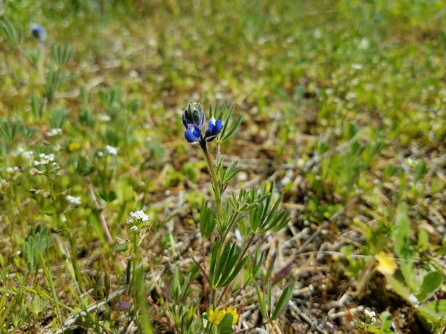 minature-lupine.jpg