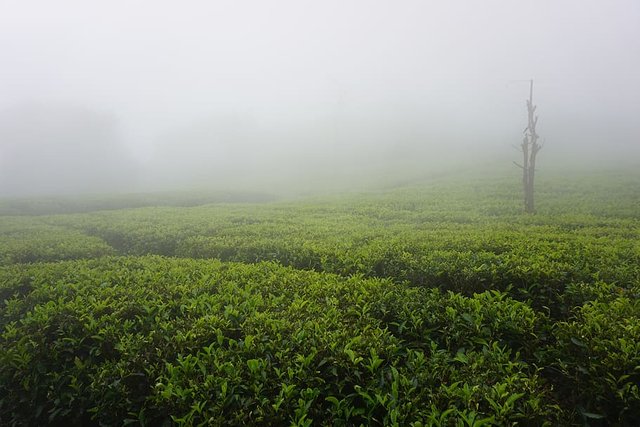 TEA-Garden-1.jpg