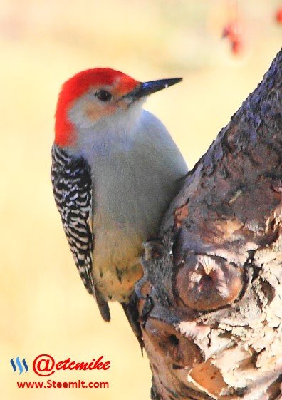 Red-Bellied Woodpecker PFW29.jpg