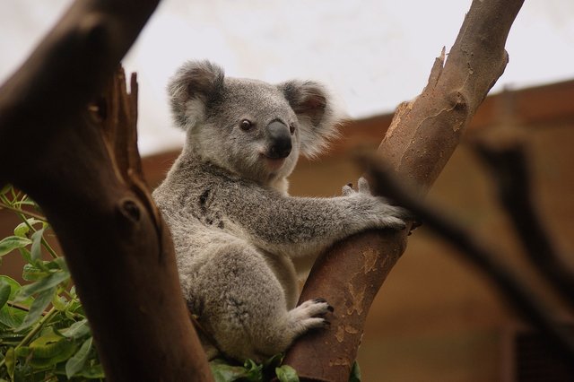 koala-gdbe440468_1920.jpg