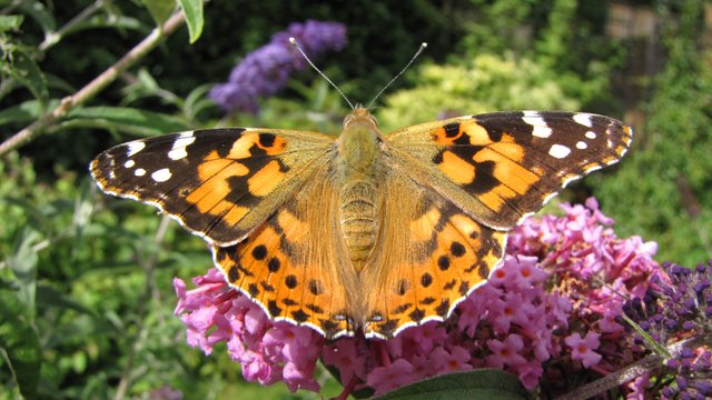 painted-lady-butterfly-97568952-5c3ea99bc9e77c0001a81145.jpg