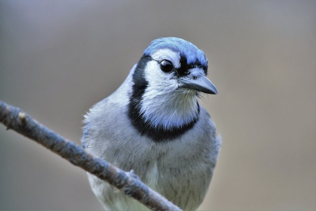 bluejay-5912439_1920.jpg