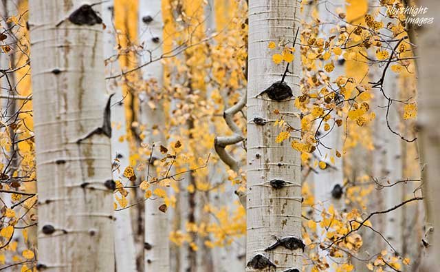 quaking-aspen-3.jpg