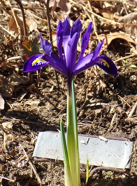 East Shed - iris reticulata2 crop March 2020.jpg